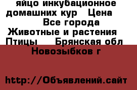 яйцо инкубационное домашних кур › Цена ­ 25 - Все города Животные и растения » Птицы   . Брянская обл.,Новозыбков г.